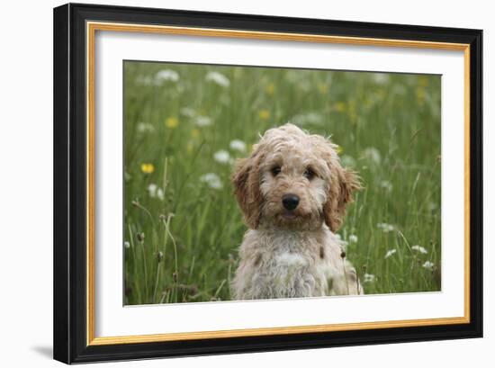 Cockerpoo 01-Bob Langrish-Framed Photographic Print