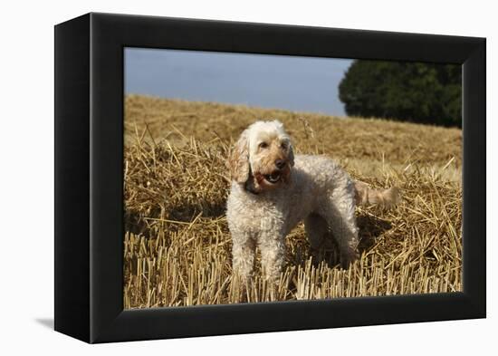 Cockerpoo 08-Bob Langrish-Framed Premier Image Canvas