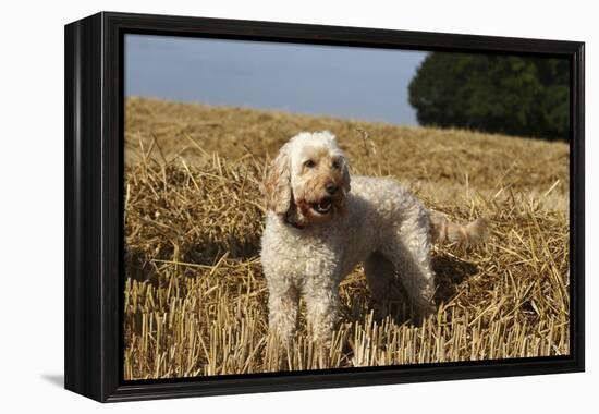 Cockerpoo 08-Bob Langrish-Framed Premier Image Canvas