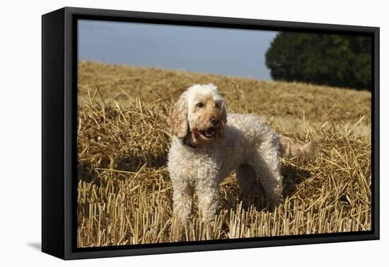 Cockerpoo 08-Bob Langrish-Framed Premier Image Canvas