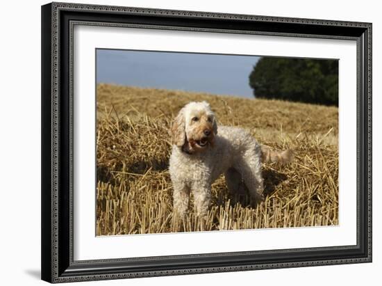 Cockerpoo 08-Bob Langrish-Framed Photographic Print