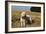 Cockerpoo 08-Bob Langrish-Framed Photographic Print