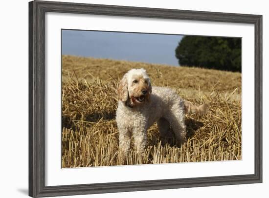 Cockerpoo 08-Bob Langrish-Framed Photographic Print