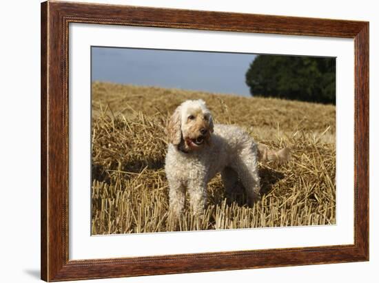 Cockerpoo 08-Bob Langrish-Framed Photographic Print