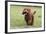 Cockerpoo 10-Bob Langrish-Framed Photographic Print