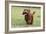 Cockerpoo 10-Bob Langrish-Framed Photographic Print