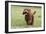 Cockerpoo 10-Bob Langrish-Framed Photographic Print