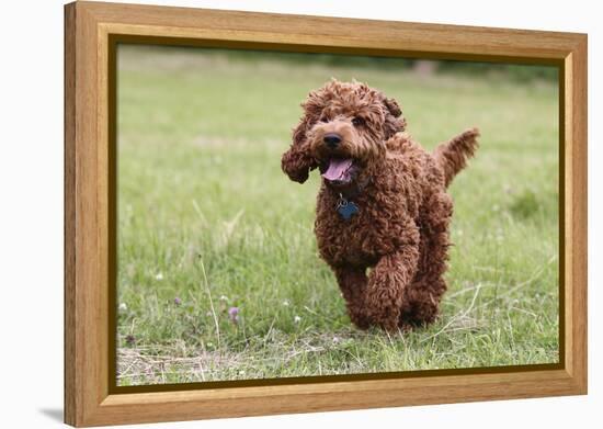 Cockerpoo 10-Bob Langrish-Framed Premier Image Canvas