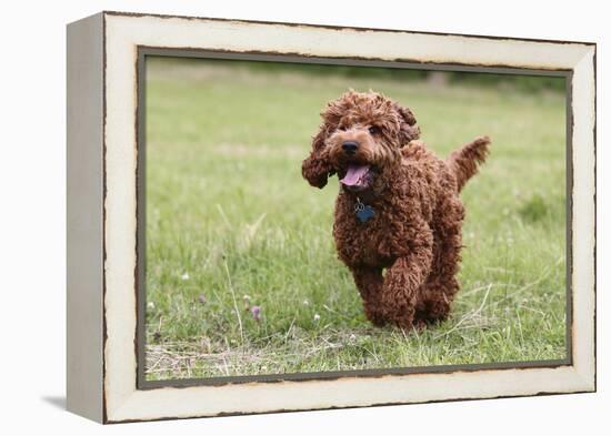 Cockerpoo 10-Bob Langrish-Framed Premier Image Canvas