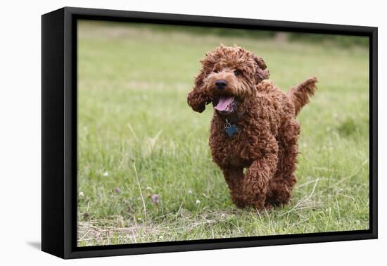 Cockerpoo 10-Bob Langrish-Framed Premier Image Canvas