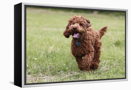 Cockerpoo 10-Bob Langrish-Framed Premier Image Canvas