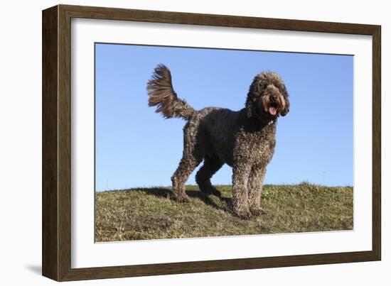 Cockerpoo 16-Bob Langrish-Framed Photographic Print