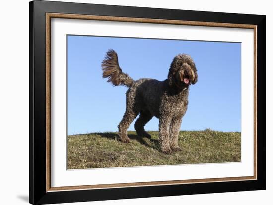 Cockerpoo 16-Bob Langrish-Framed Photographic Print