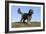 Cockerpoo 16-Bob Langrish-Framed Photographic Print