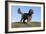 Cockerpoo 16-Bob Langrish-Framed Photographic Print