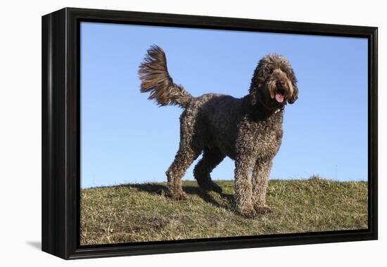 Cockerpoo 16-Bob Langrish-Framed Premier Image Canvas