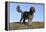 Cockerpoo 16-Bob Langrish-Framed Premier Image Canvas