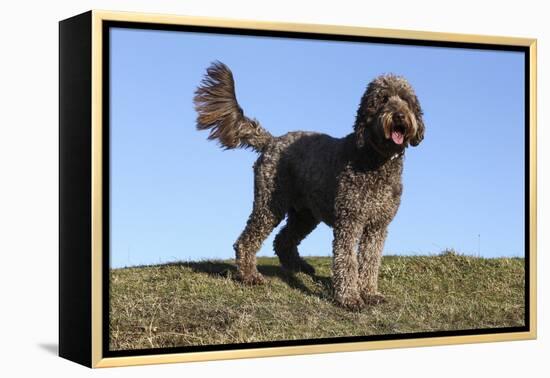 Cockerpoo 16-Bob Langrish-Framed Premier Image Canvas