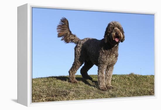 Cockerpoo 16-Bob Langrish-Framed Premier Image Canvas