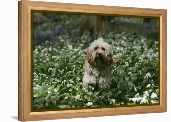 Cockerpoo 24-Bob Langrish-Framed Premier Image Canvas