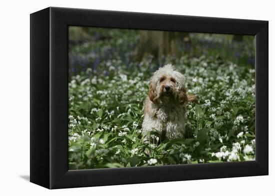 Cockerpoo 24-Bob Langrish-Framed Premier Image Canvas