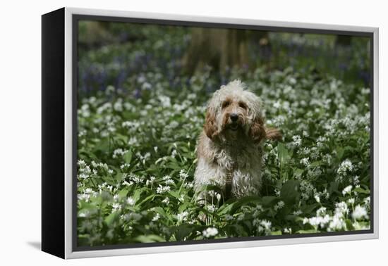 Cockerpoo 24-Bob Langrish-Framed Premier Image Canvas