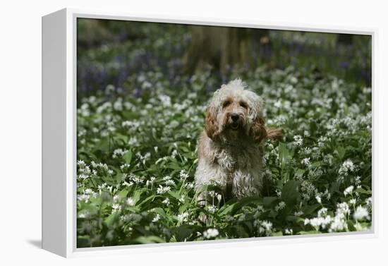 Cockerpoo 24-Bob Langrish-Framed Premier Image Canvas