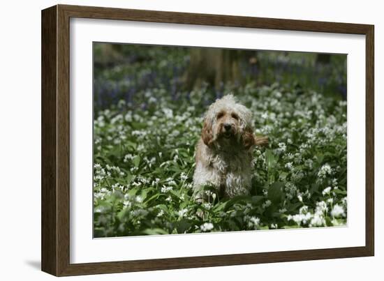 Cockerpoo 24-Bob Langrish-Framed Photographic Print