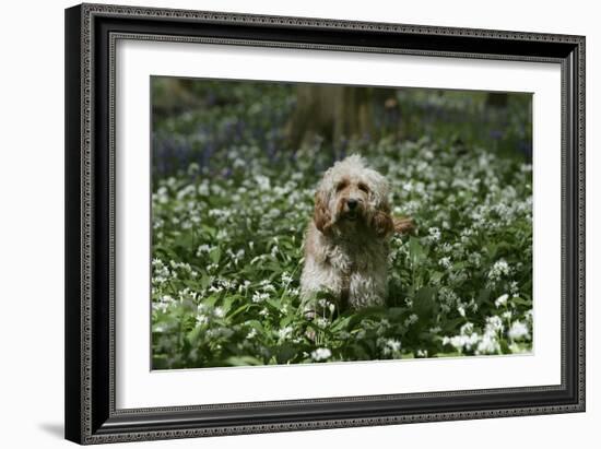 Cockerpoo 24-Bob Langrish-Framed Photographic Print