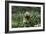 Cockerpoo 24-Bob Langrish-Framed Photographic Print