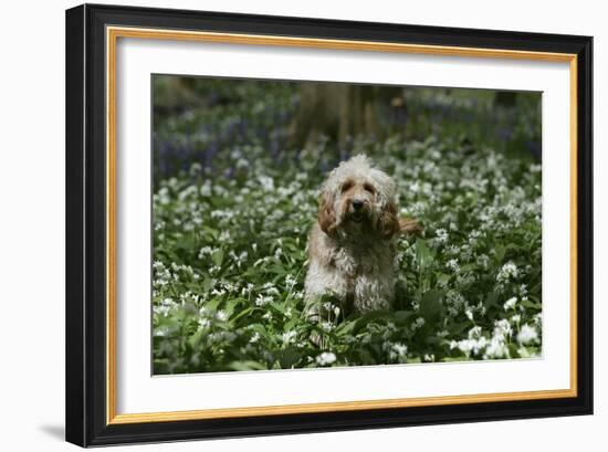 Cockerpoo 24-Bob Langrish-Framed Photographic Print