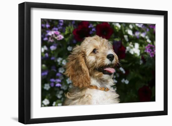 Cockerpoo 25-Bob Langrish-Framed Photographic Print