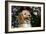 Cockerpoo 25-Bob Langrish-Framed Photographic Print