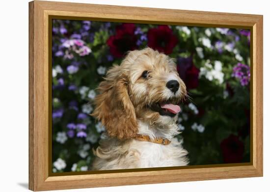 Cockerpoo 25-Bob Langrish-Framed Premier Image Canvas