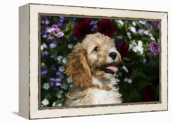 Cockerpoo 25-Bob Langrish-Framed Premier Image Canvas