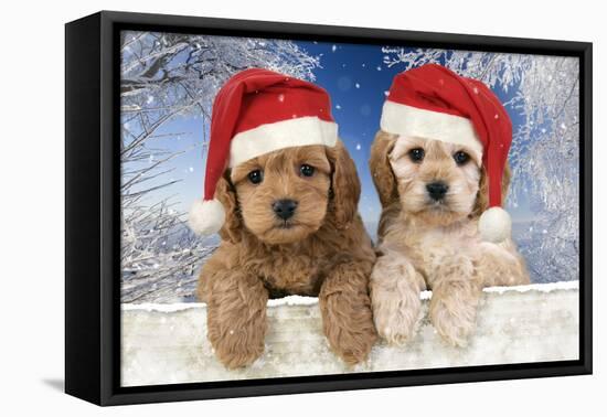 Cockerpoo Puppies (7 Weeks Old) Looking Over-null-Framed Premier Image Canvas