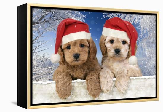 Cockerpoo Puppies (7 Weeks Old) Looking Over-null-Framed Premier Image Canvas