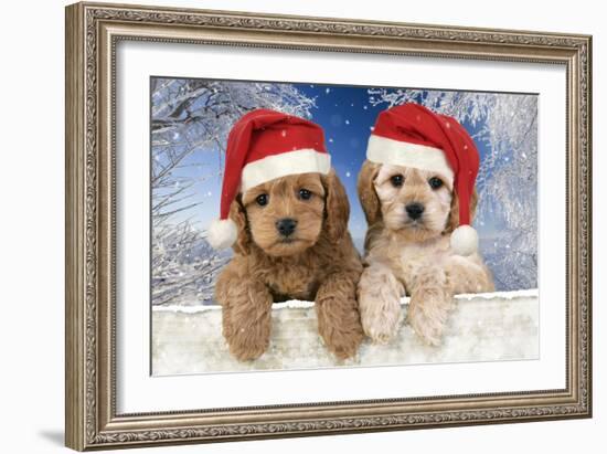 Cockerpoo Puppies (7 Weeks Old) Looking Over-null-Framed Photographic Print