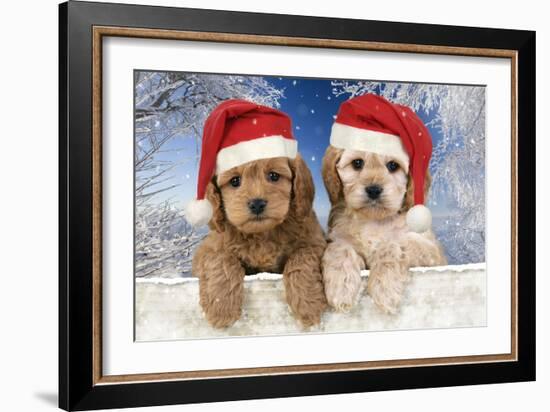 Cockerpoo Puppies (7 Weeks Old) Looking Over-null-Framed Photographic Print