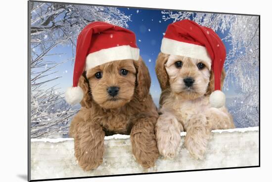 Cockerpoo Puppies (7 Weeks Old) Looking Over-null-Mounted Photographic Print