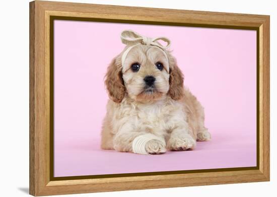 Cockerpoo Puppy (7 Weeks Old) with Bandaged-null-Framed Premier Image Canvas