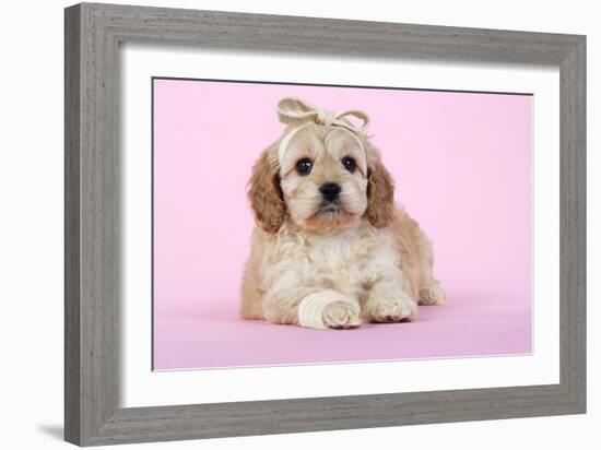 Cockerpoo Puppy (7 Weeks Old) with Bandaged-null-Framed Photographic Print