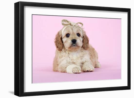 Cockerpoo Puppy (7 Weeks Old) with Bandaged-null-Framed Photographic Print