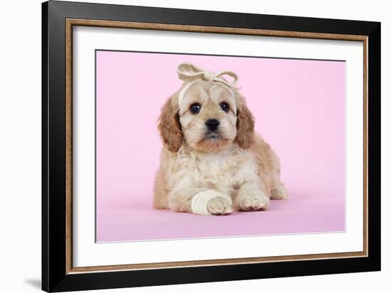 Cockerpoo Puppy (7 Weeks Old) with Bandaged-null-Framed Photographic Print