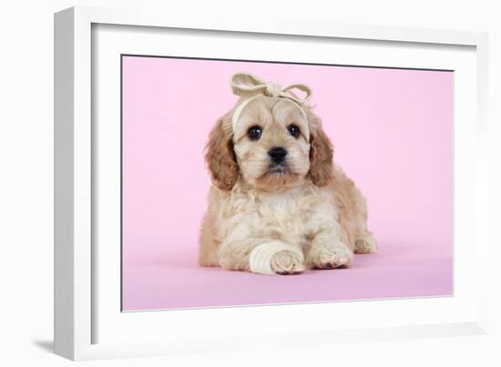 Cockerpoo Puppy (7 Weeks Old) with Bandaged-null-Framed Photographic Print