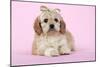 Cockerpoo Puppy (7 Weeks Old) with Bandaged-null-Mounted Photographic Print