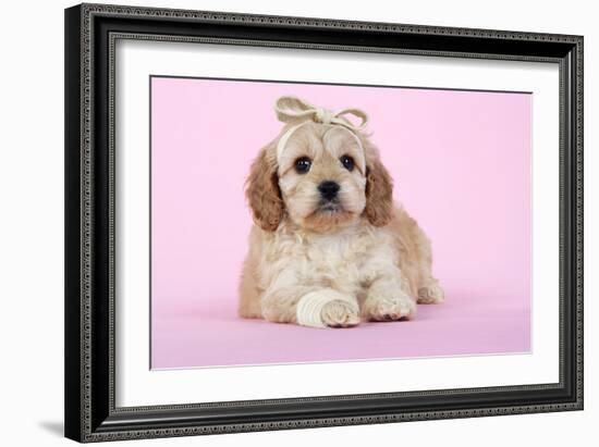 Cockerpoo Puppy (7 Weeks Old) with Bandaged-null-Framed Photographic Print