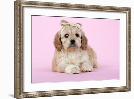Cockerpoo Puppy (7 Weeks Old) with Bandaged-null-Framed Photographic Print