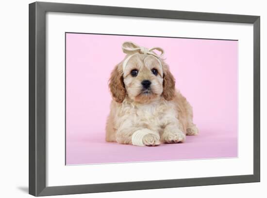 Cockerpoo Puppy (7 Weeks Old) with Bandaged-null-Framed Photographic Print