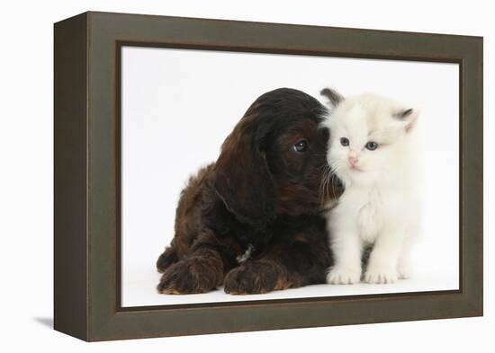 Cockerpoo Puppy and Ragdoll-Cross Kitten-Mark Taylor-Framed Premier Image Canvas